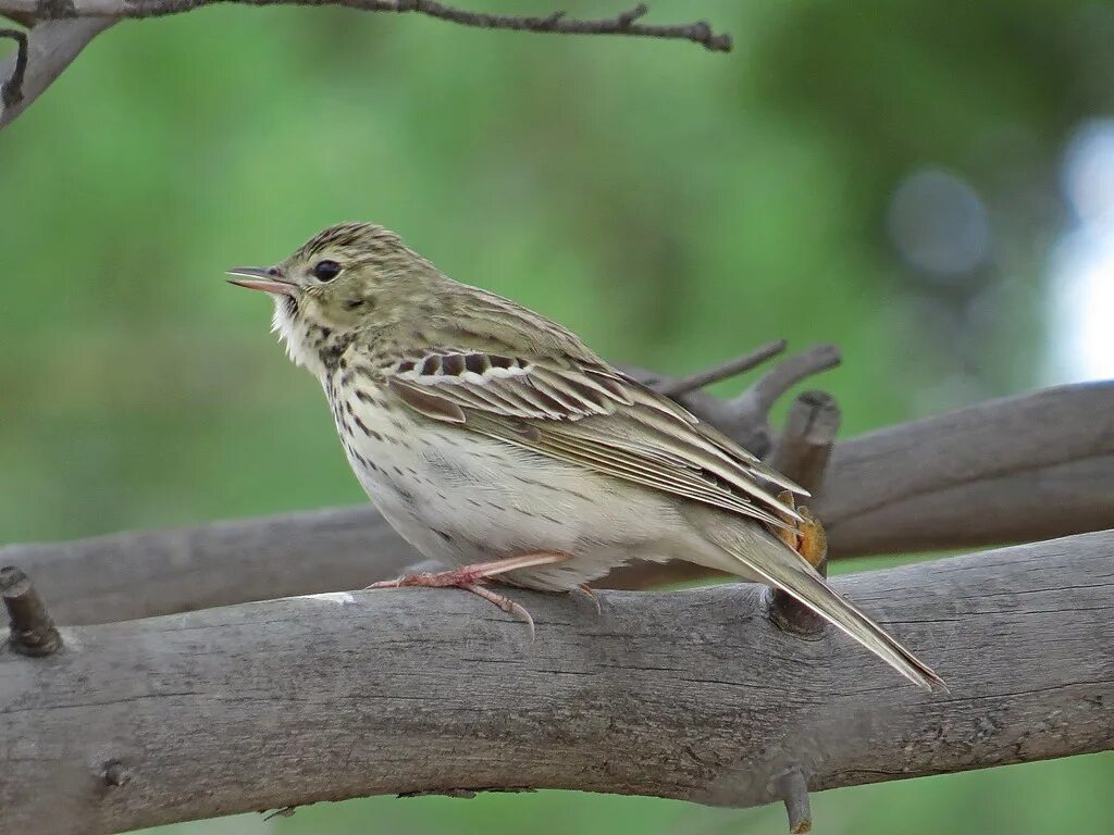 Птица лесной конек описание фото Лесной конёк (Anthus trivialis). Птицы Сибири.