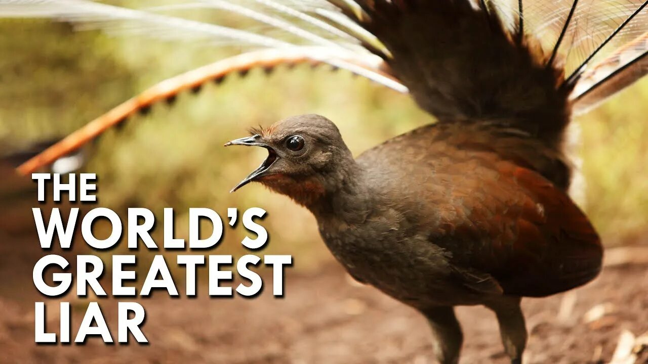 Птица лирохвост фото Lyrebird: The World’s Greatest Mimic - YouTube