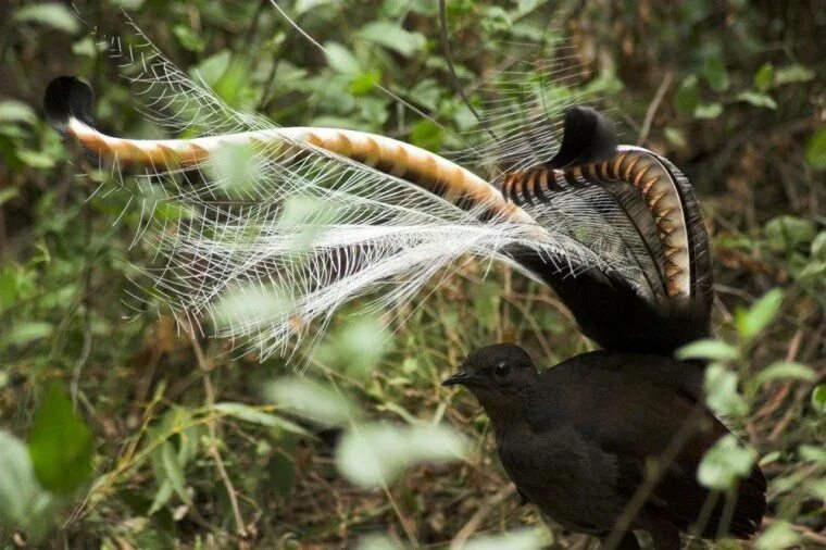 Птица лирохвост фото Mating birds really do shake their tailfeathers