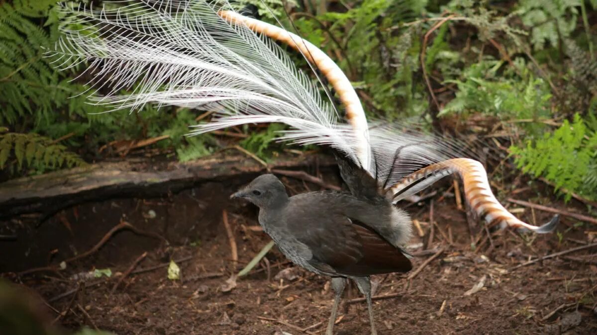 Птица лирохвост фото UOW study reveals how male lyrebird uses deceit to lure a mate Illawarra Mercury