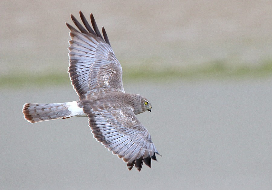 Птица лунь фото и описание ML56176411 - Northern Harrier - Macaulay Library