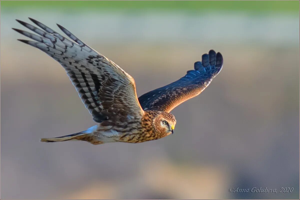 Птица лунь фото и описание Hen Harrier (Circus cyaneus). Birds of Siberia.