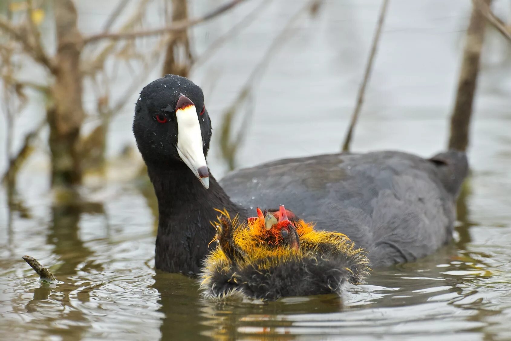 Птица лысуха фото и описание American Coot Feeding Chicks BirdNote