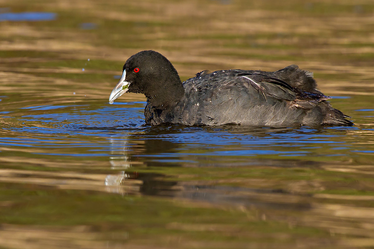 Птица лысуха фото и описание File:Eurasian Coot (Fulica atra) (8596648591).jpg - Wikimedia Commons