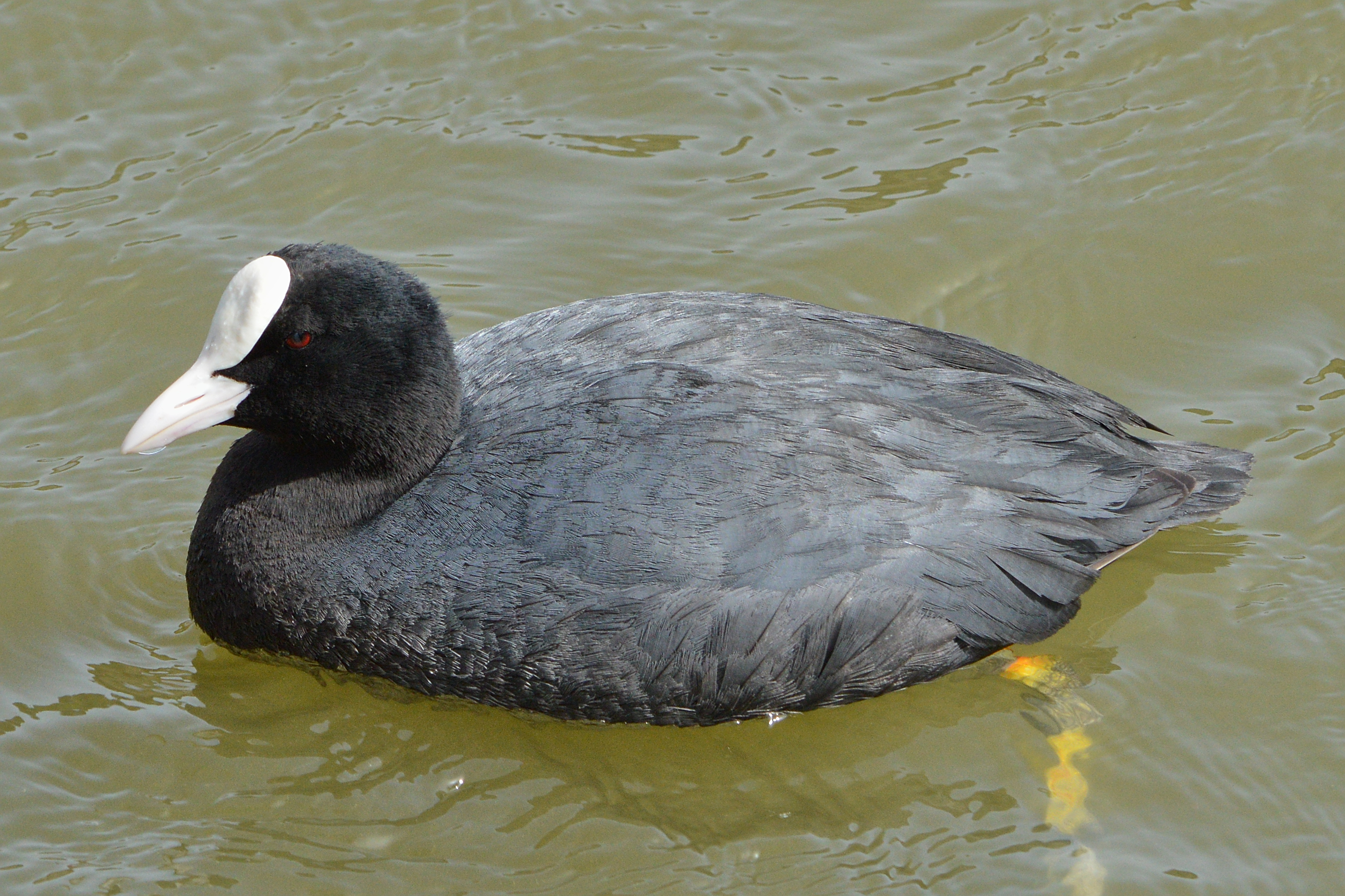 Птица лысуха фото и описание File:Eurasian Coot (Fulica atra atra) - Santa Margalida, Spain 2022-04-14 (01).j