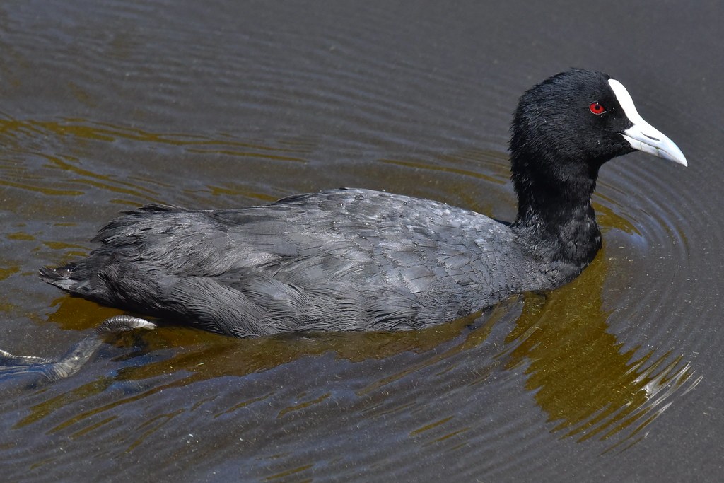 Птица лысуха фото и описание Eurasian Coot Fulica atra Rallidae Another common fresh wa. Flickr