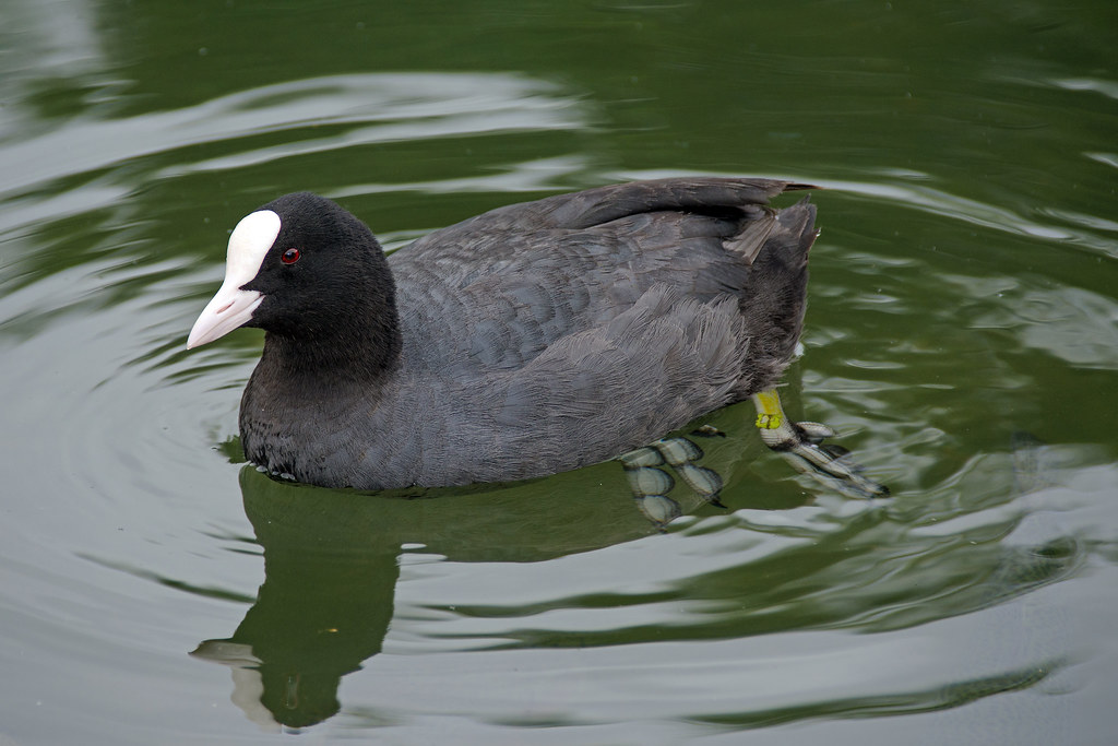 Птица лысуха фото и описание Eurasian Coot, Bibury, Gloucestershire, UK rmk2112 Flickr