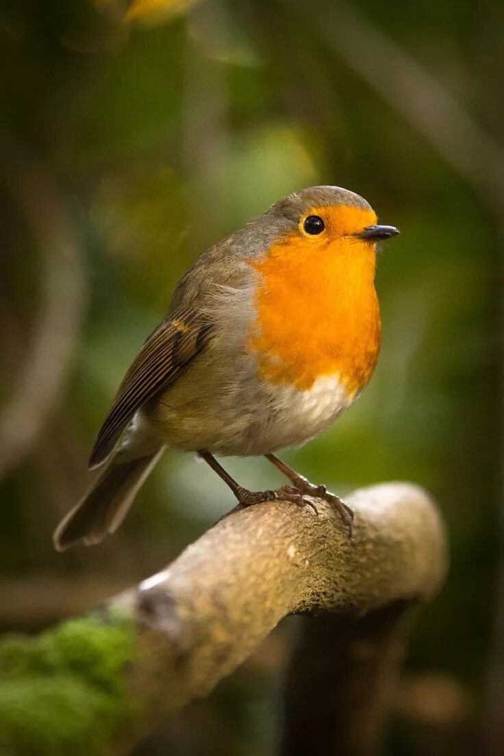 Птица малиновка фото и описание Wallington Hall Robin by Christopher Strug / 500px Beautiful birds, Pet birds, C