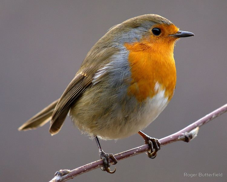 Птица малиновка фото и описание European robin - Alchetron, The Free Social Encyclopedia European robin, Robin p