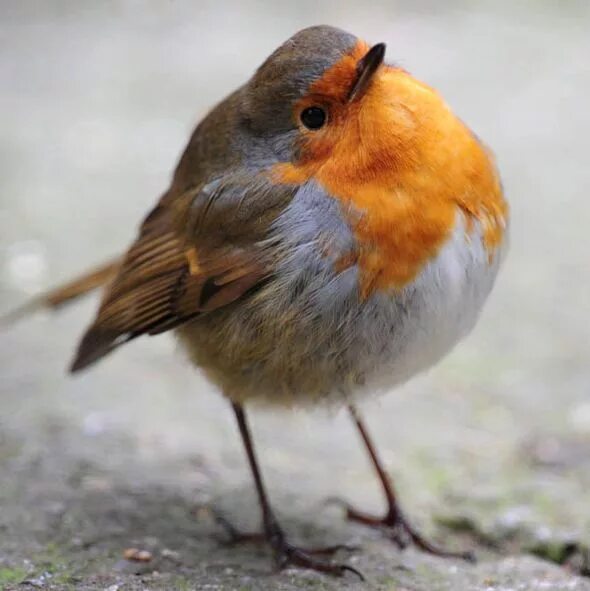 Птица малиновка фото и описание Grey Christmas: Rare mutant grey robin spotted in UK Pet birds, Birds painting, 