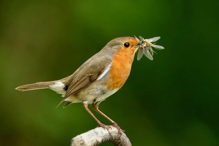 Птица малиновка фото и описание Nature Today Vijf tips voor meer (soorten) vogels in je tuin witte kers en gele 