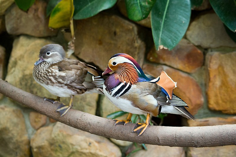 Птица мандаринка фото #ReadYourWorld Hello, Mandarin Duck! @CapstonePub - Wrapped in Foil