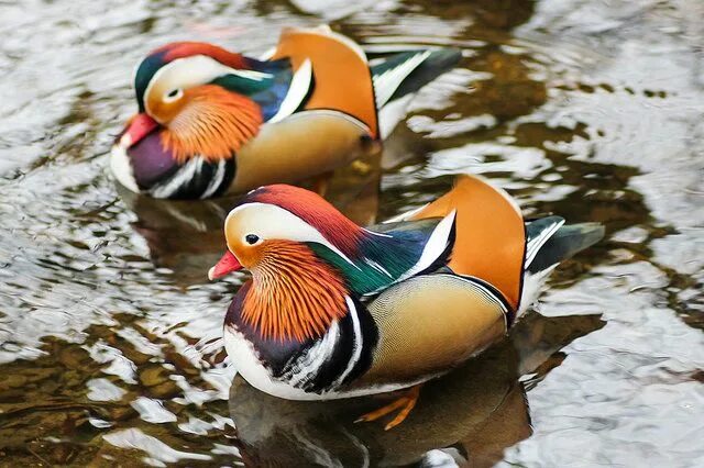 Птица мандаринка фото "Mandarin Duck" (CC BY 2.0) by markyharky Boya