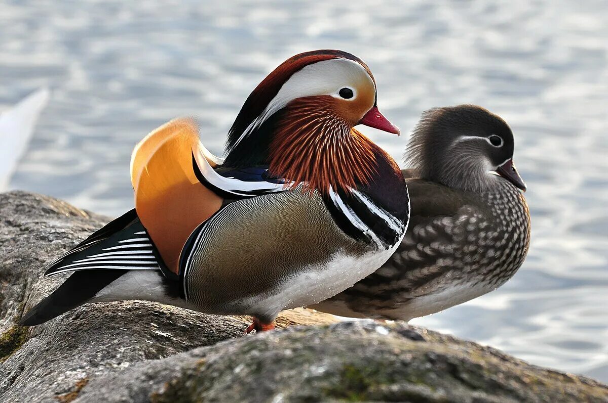 Птица мандаринка фото Mandarin duck - Simple English Wikipedia, the free encyclopedia