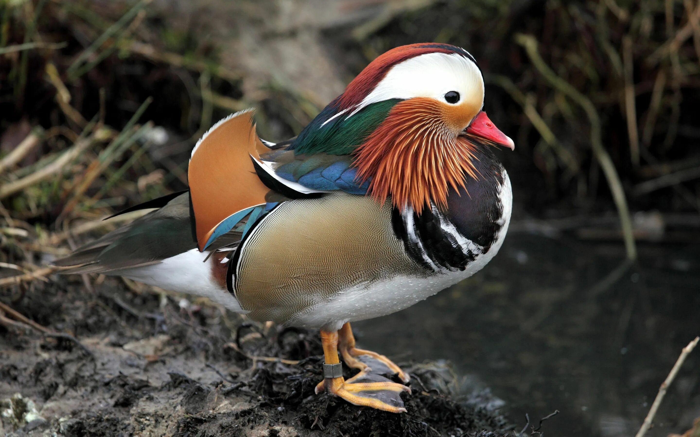 Птица мандаринка фото Утка мандаринка (Mandarin duck) Pato mandarín, Fotos de patos, Aix galericulata