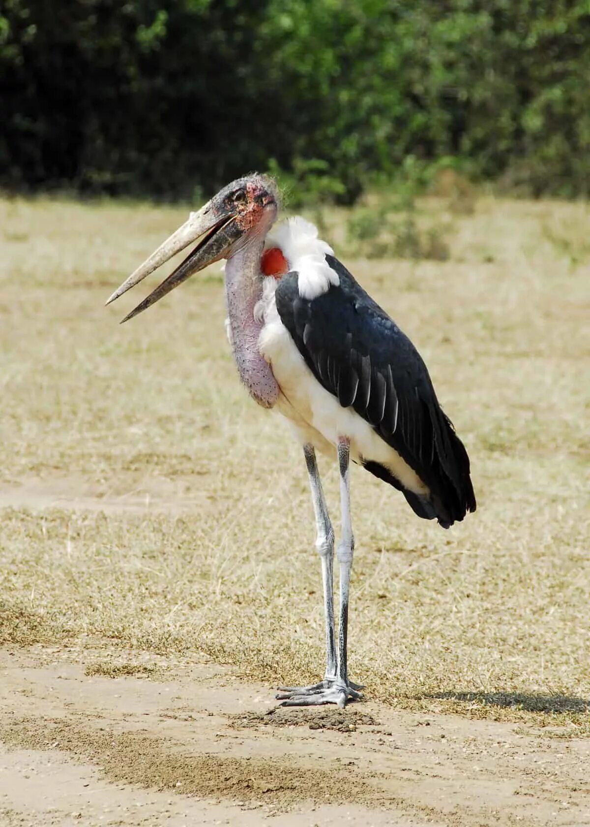 Птица марабу фото Marabou Stork Wild Kratts Wiki Fandom