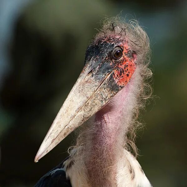 Птица марабу фото Marabou Stork Aves