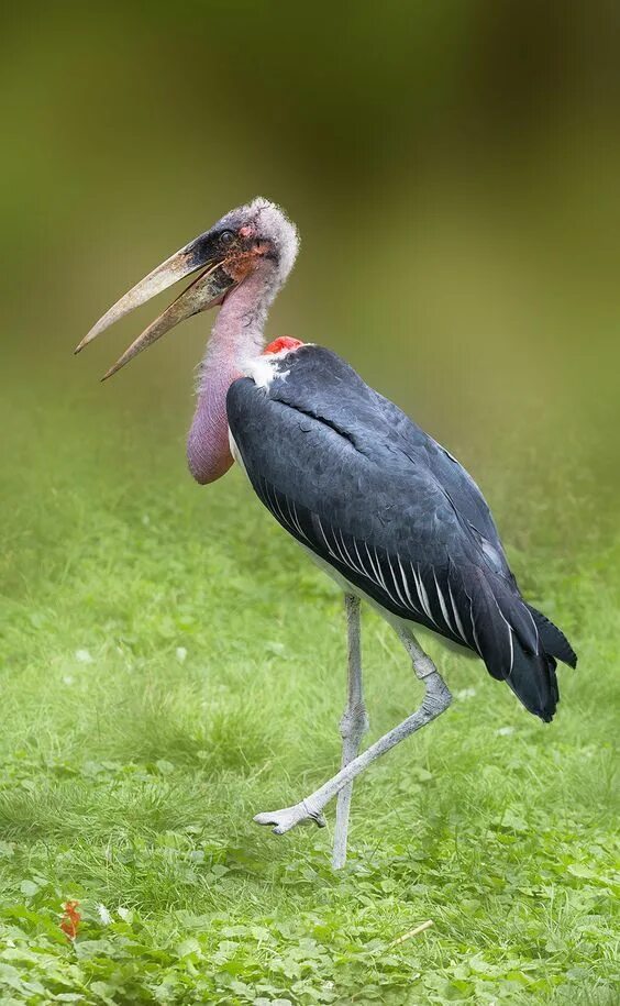 Птица марабу фото Marabou stork Weird birds, Beautiful birds, Pet birds