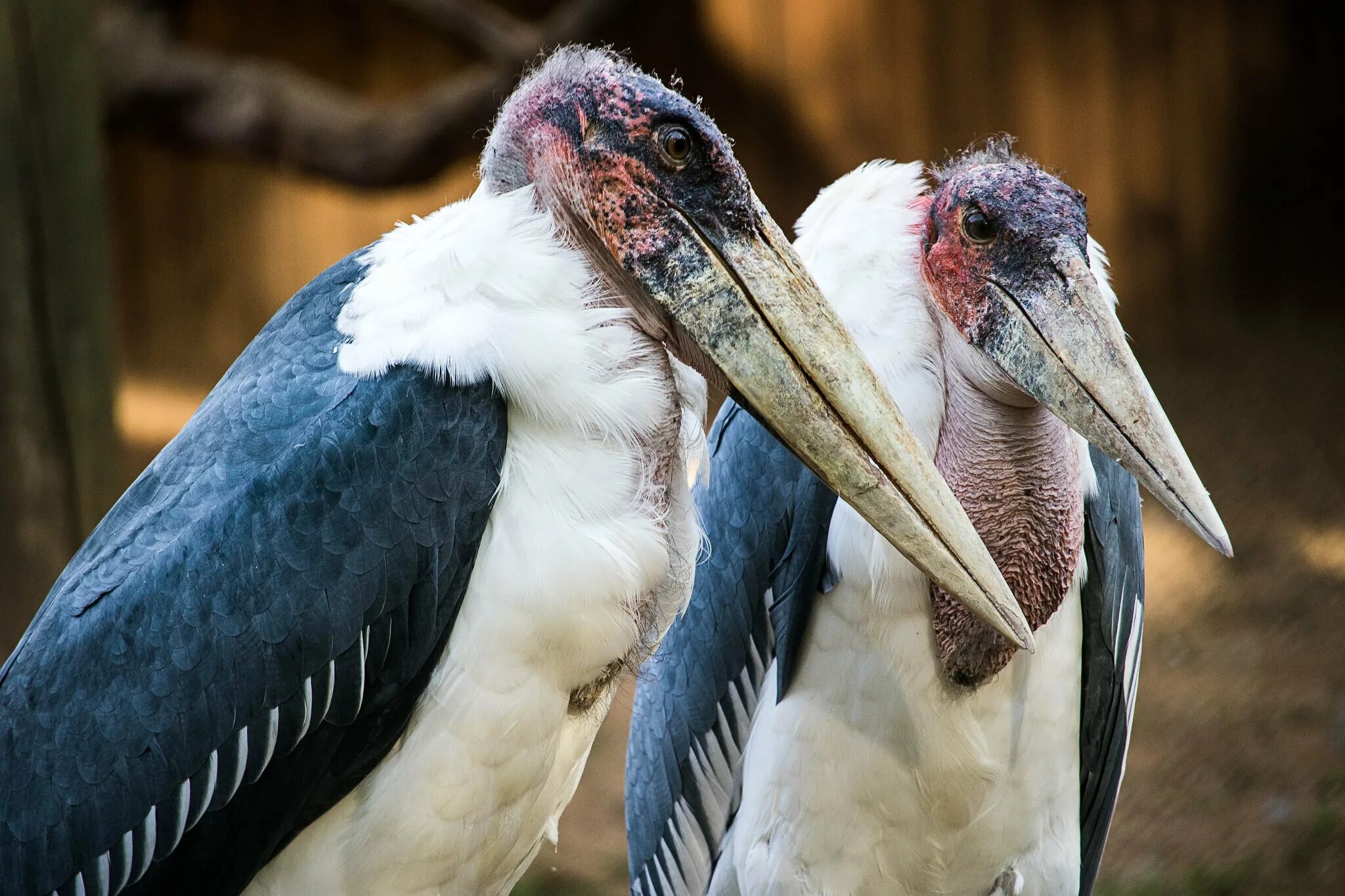 Птица марабу фото Zoo Santo Inacio - официальный сайт, на карте, цены, что посмотреть, фото, отзыв