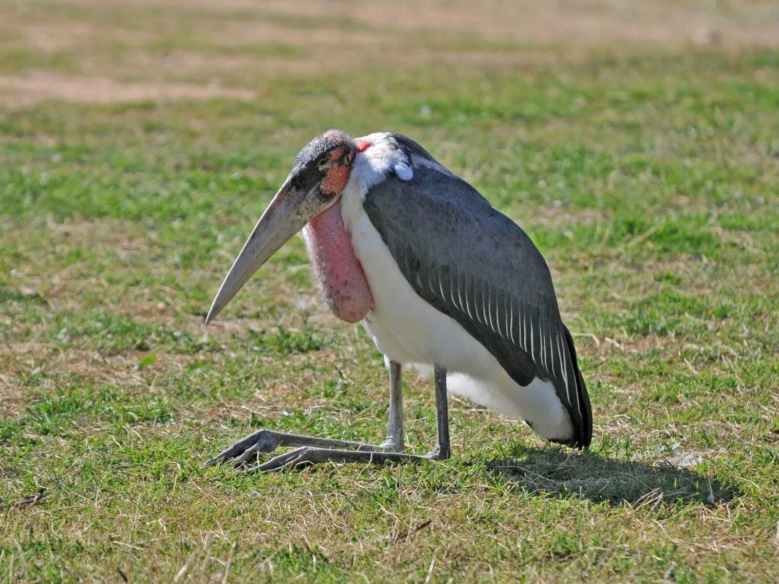 Птица марабу фото Marabou Stork Bird, Heron art, Catholic