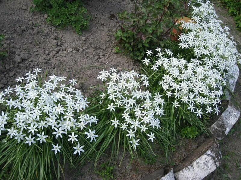 Птица млечник цветок фото Птицемлечник (Ornithogalum) - луковичный многолетник I 25 луковиц в диаметре по 