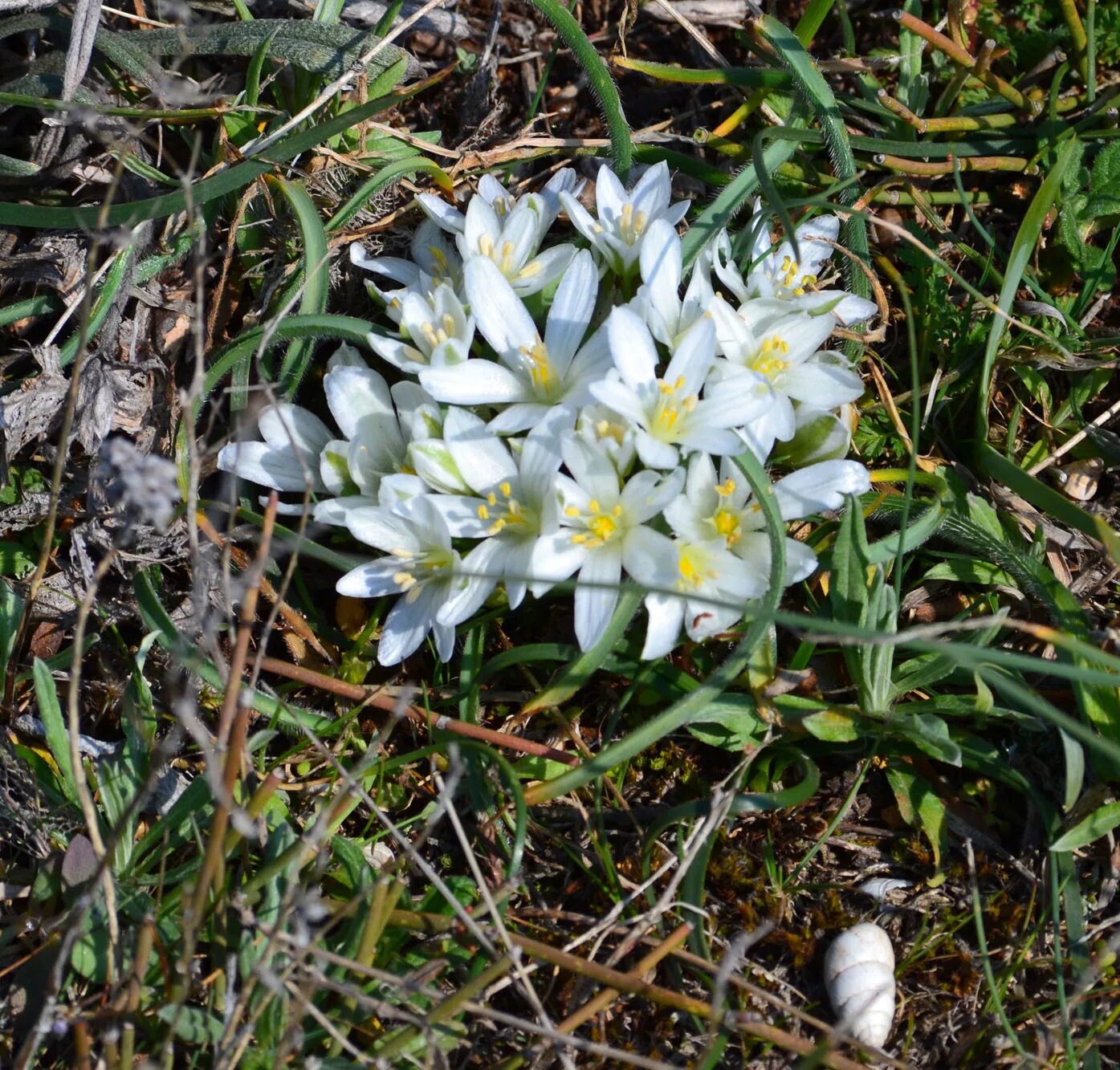 Птица млечник цветок фото и описание Ornithogalum fimbriatum - Image of an specimen - Plantarium