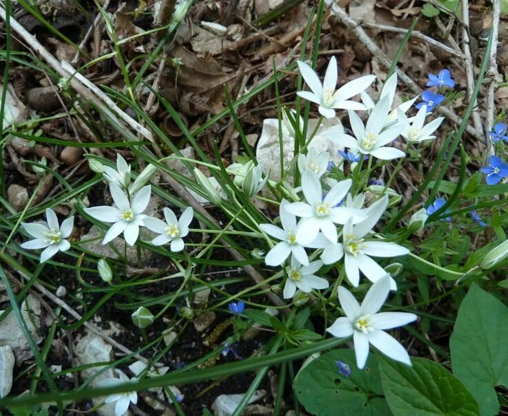 Птица млечник цветок фото и описание Ornithogalum woronowii