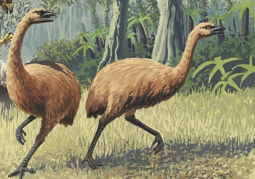 Птица моа фото New Zealand's extinct moa irreplaceable, research reveals