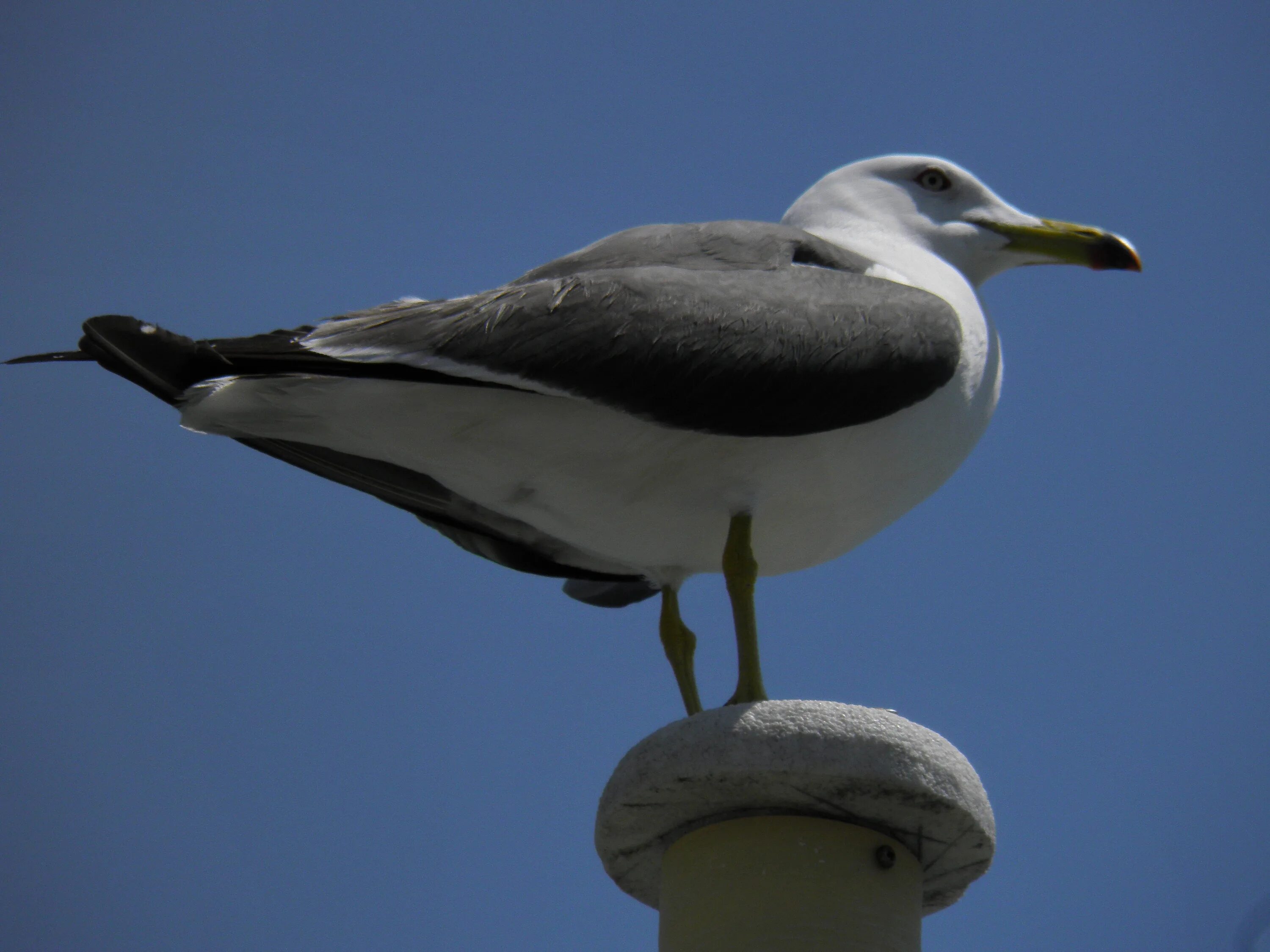 Птица морская ул 2а фото Free Images : bird, seabird, wildlife, beak, port, fauna, vertebrate, shorebird,