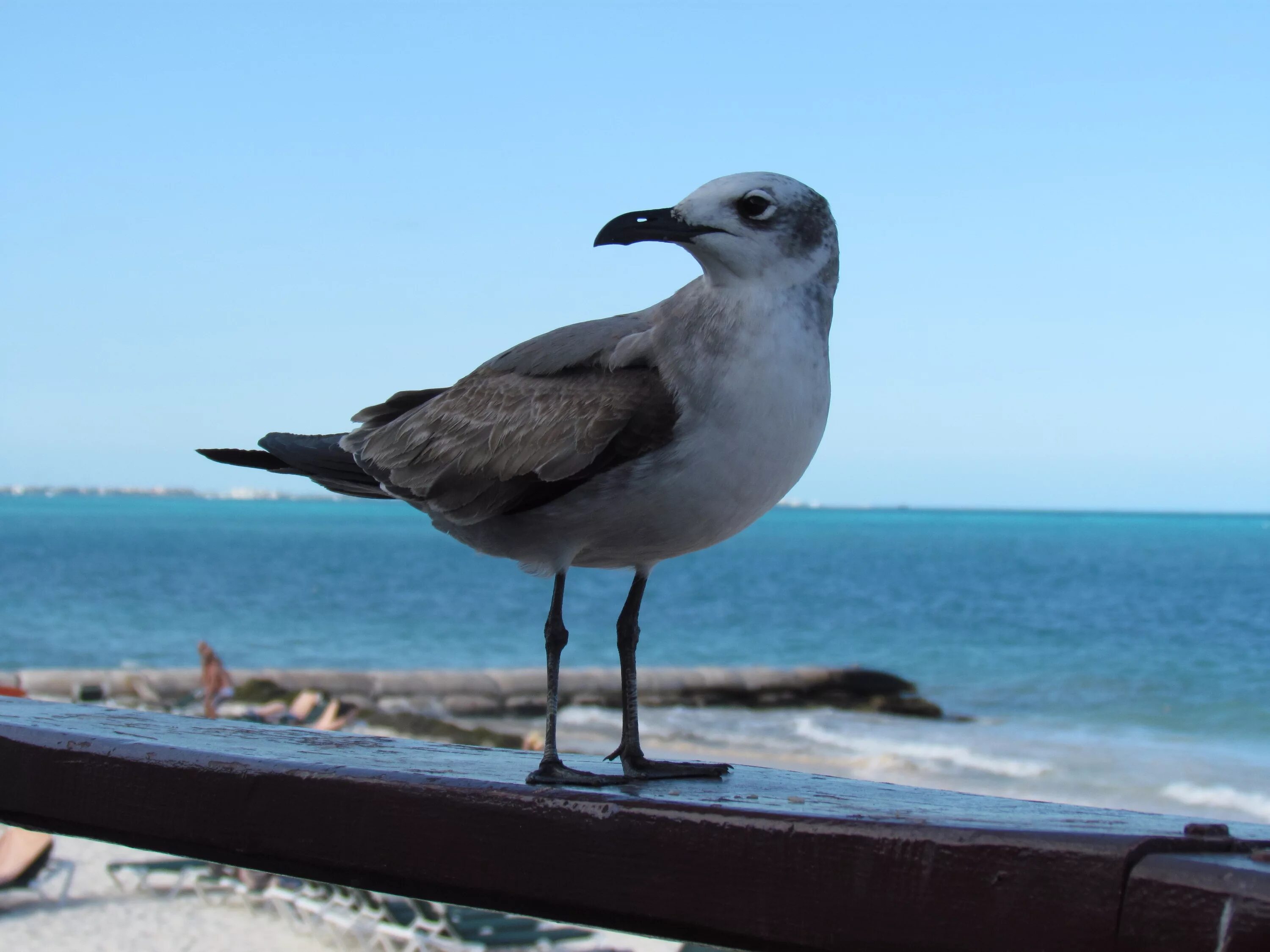 Птица морская ул 2а фото Free Images : beach, sea, ocean, bird, sky, seabird, seagull, environment, gull,