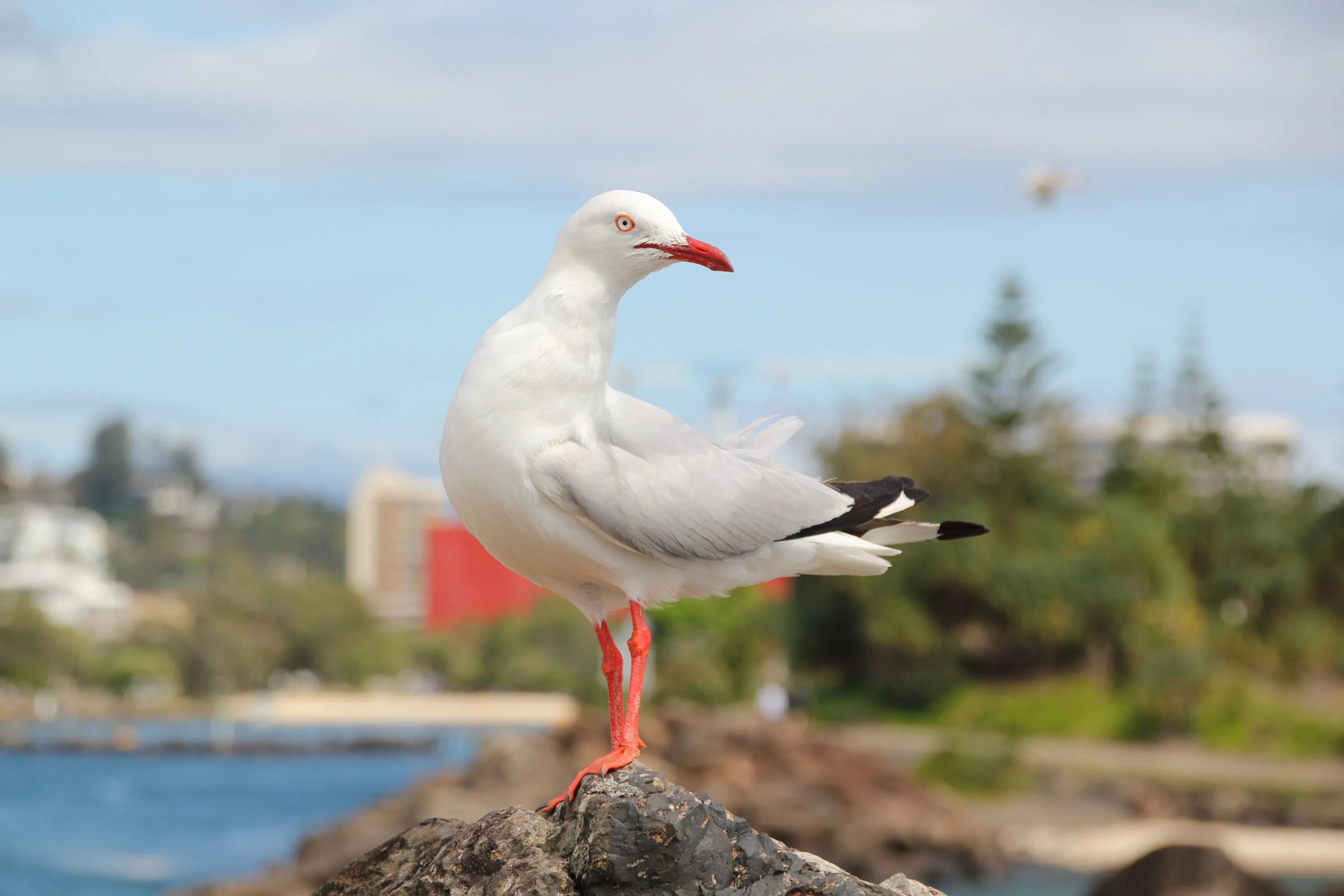 Птица морская ул 2а фото Free Images : sea, bird, seabird, wildlife, beak, fauna, vertebrate, charadriifo