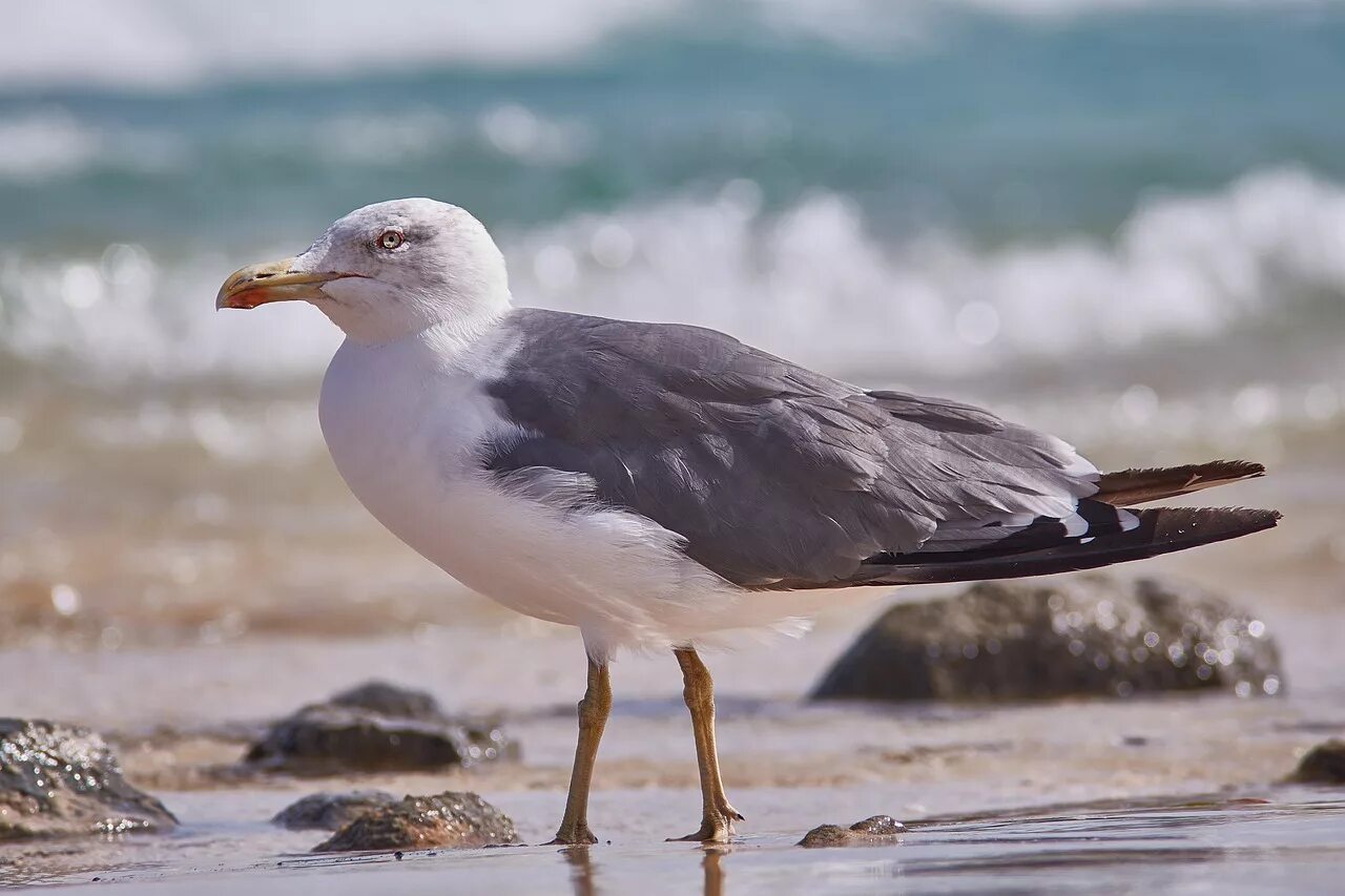 Птица морская ул 2а фото Seagull,bird,sea,sand,hunt - free image from needpix.com