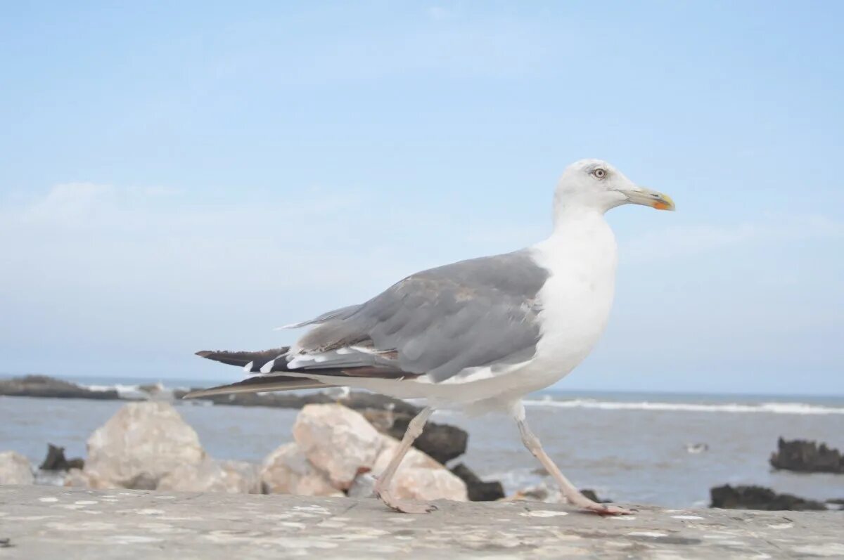 Птица морская ул 2а фото Free Images : beach, sea, coast, bird, animal, seabird, seagull, beak, fauna, ve