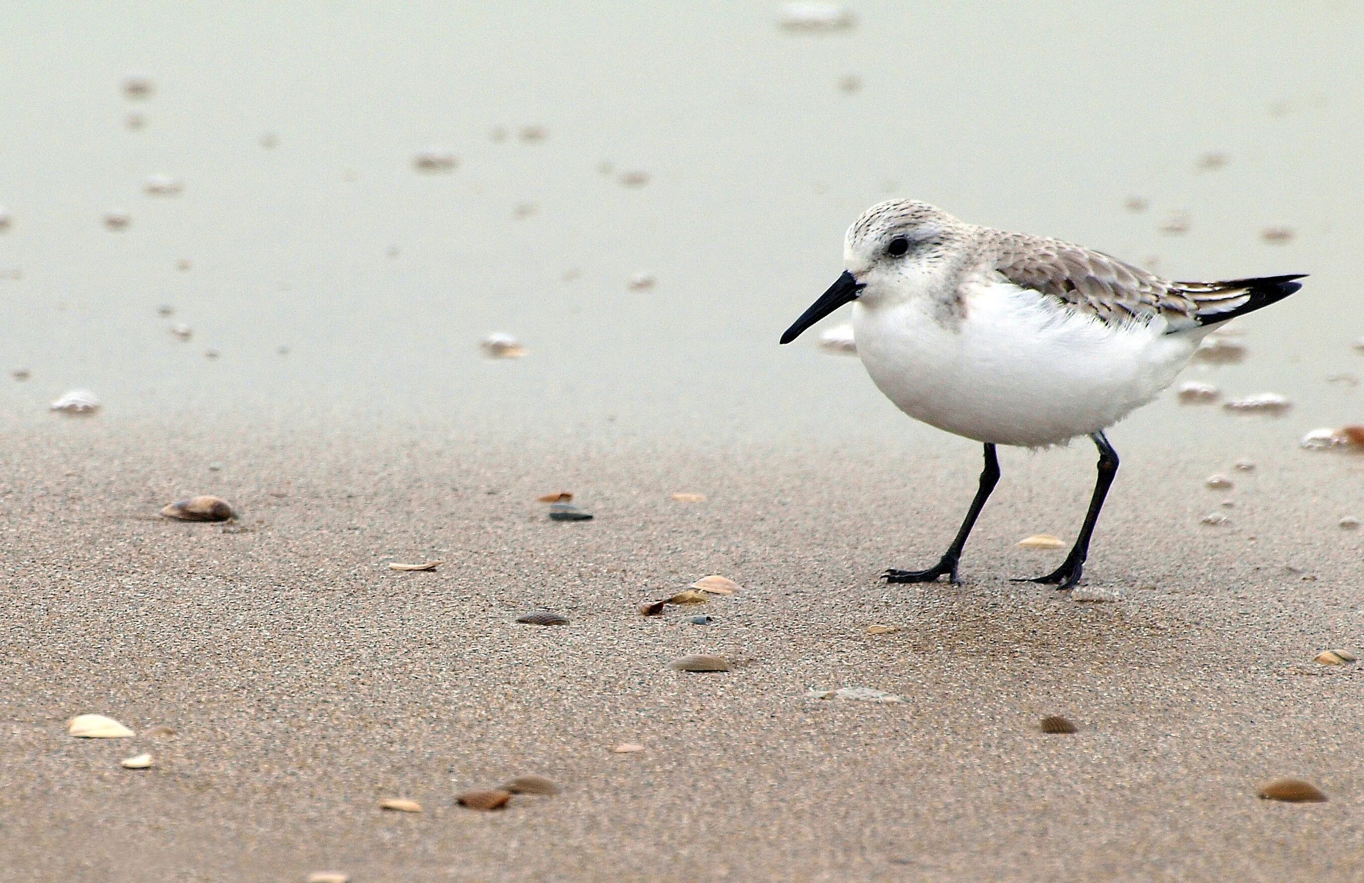 Птица морская ул 2а фото Free Images : beach, sea, coast, sand, bird, white, seabird, wildlife, gull, bea