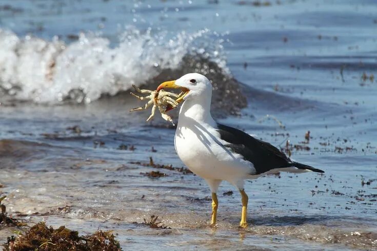 Птица морская ул 2а фото Poop of Seabirds Help Spread Vital Nutrients Fotos de aves, Animales, Aves