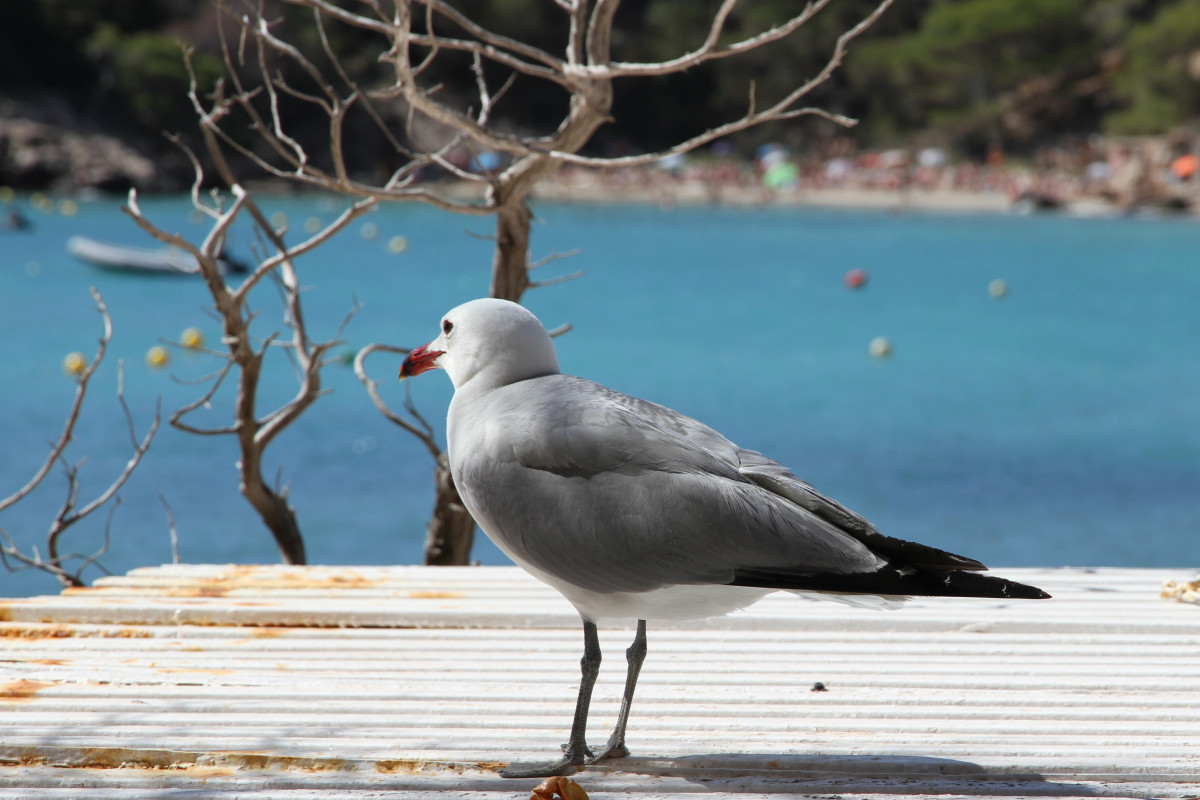 Птица морская ул 2а фото Free Images : beach, bird, seabird, seagull, summer, wildlife, gull, fauna, vert