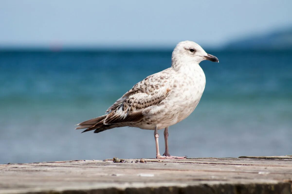 Птица морская ул 2а фото Free Images : coast, water, nature, bird, wing, seabird, seagull, wildlife, beak