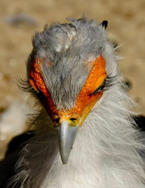 Птица мозгоклюйка фото Secretary Bird Funny birds, Beautiful birds, Animals beautiful