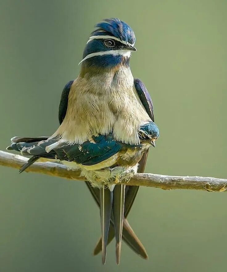 Птица мозгоклюйка фото @ade.hall_nature.photography Whiskered TreeSwift, Malaysia. #nature #wildlife #b