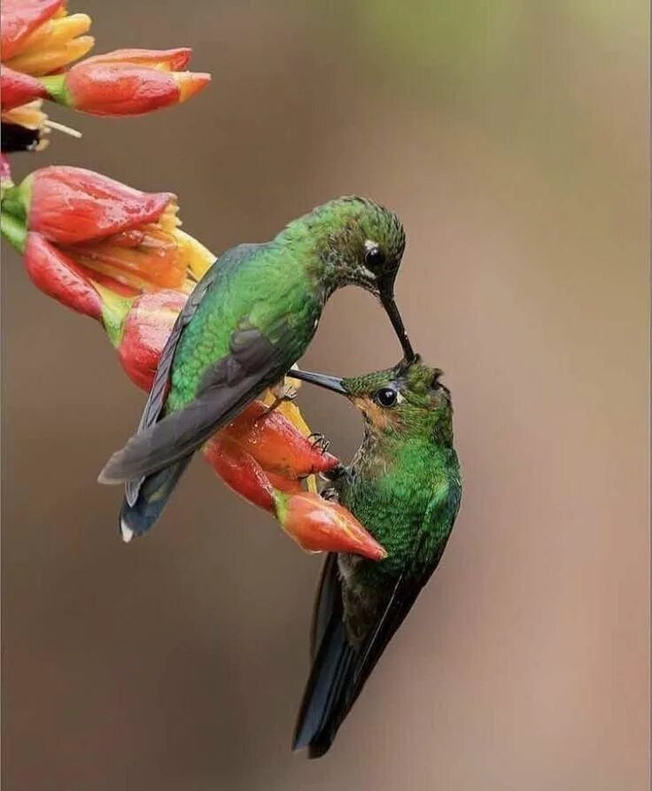 Птица мозгоклюйка фото Pin de Sueli Guedes em Pássaros Lindos!!! Aves raras, Pássaros, Animais bonitos