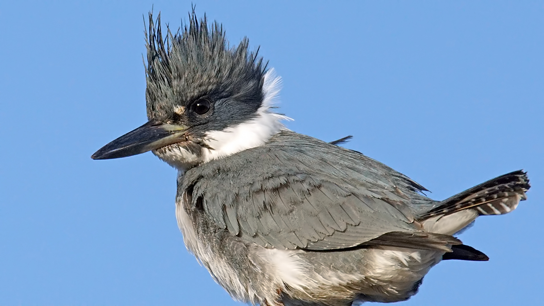 Птица мозгоклюйка фото Re: BELTED KINGFISHER: Nature and Wildlife Photography Forum: Digital Photograph