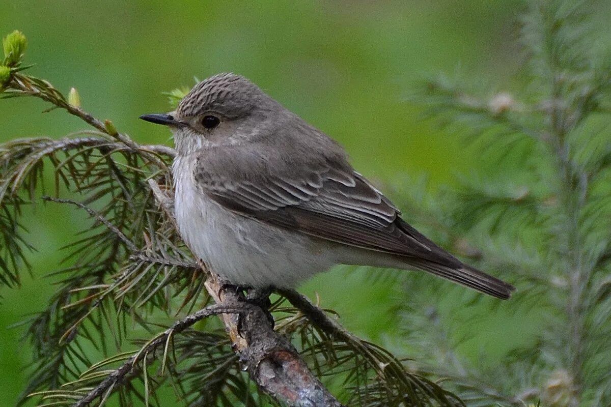 Птица мухоловка фото и описание Spotted Flycatcher (Muscicapa striata). Birds of Kazakhstan.