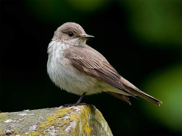 Птица мухоловка фото и описание Spotted Flycatcher Spotted flycatcher, Flycatcher, Bird photo