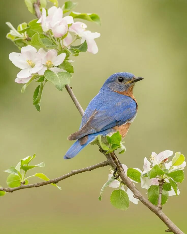 Птица на ветке фото Bluebird and Apple Blossoms - A male eastern bluebird perched on an apple tree b