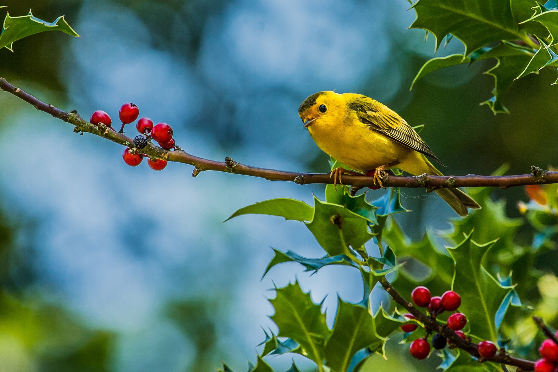 Птица на ветке фото Bird Warbler Desktop wallpapers 1024x768