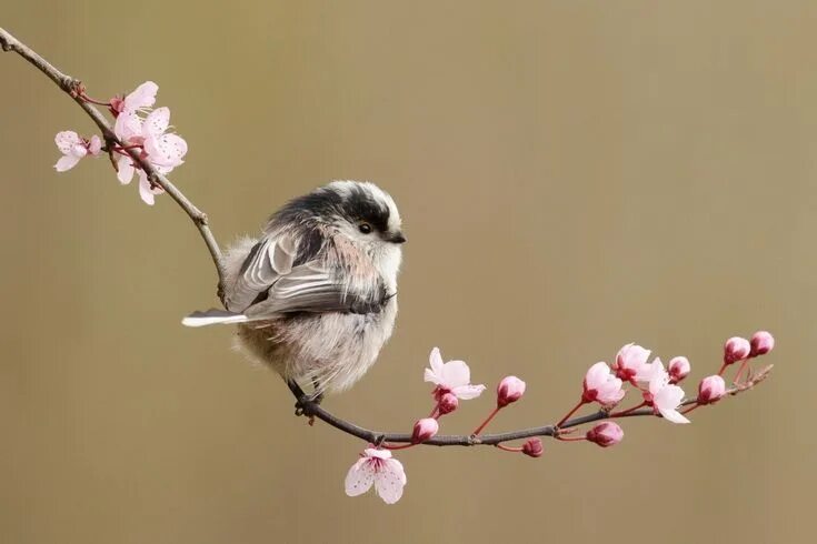 Птица на ветке фото Épinglé par Ната Гулиева sur Обои,фоны,рисунки для телефона. Oiseau sauvage, Pho