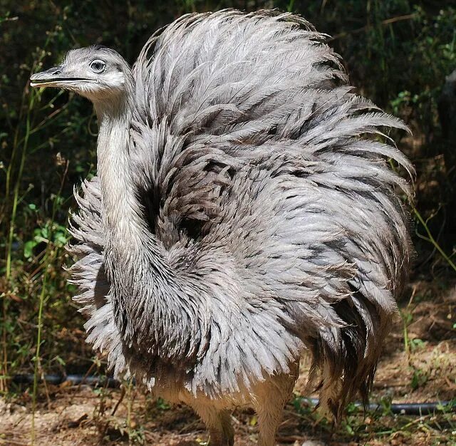 Птица нанду фото Greater Rhea (Rhea Americana) Ema Animal photography, Americana, Animals