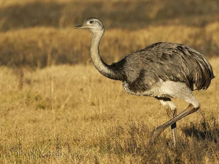 Птица нанду фото Greater Rhea - eBird Bird, Big bird, Birds