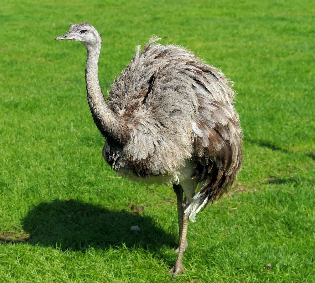 Птица нанду фото Free Images : wildlife, beak, ostrich, close, feather, fauna, plumage, emu, head