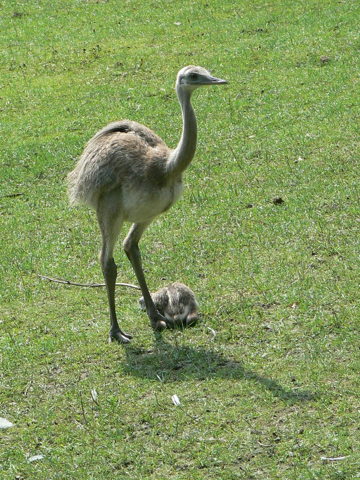 Птица нанду фото File:Baby Rhea americana.JPG - Wikipedia